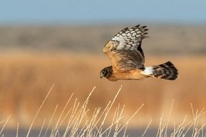 Northern harrier flies low over wetland grasses. 