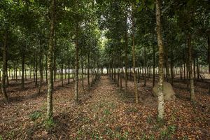 Nova Coruputuba Farm, Pindamonhangaba, SP, Brazil. TNC Brazil works with partners in the Mantiqueira mountain range region to support initiatives for forest restoration.