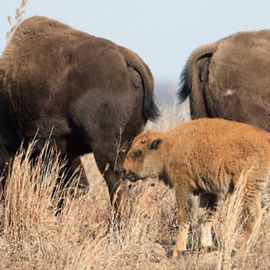 Bison calf on the prairie during fall.