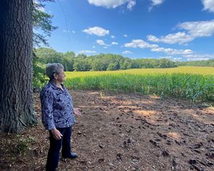 A woman stands beside a large pine looking across an open, sunny cornfield under blue skies.