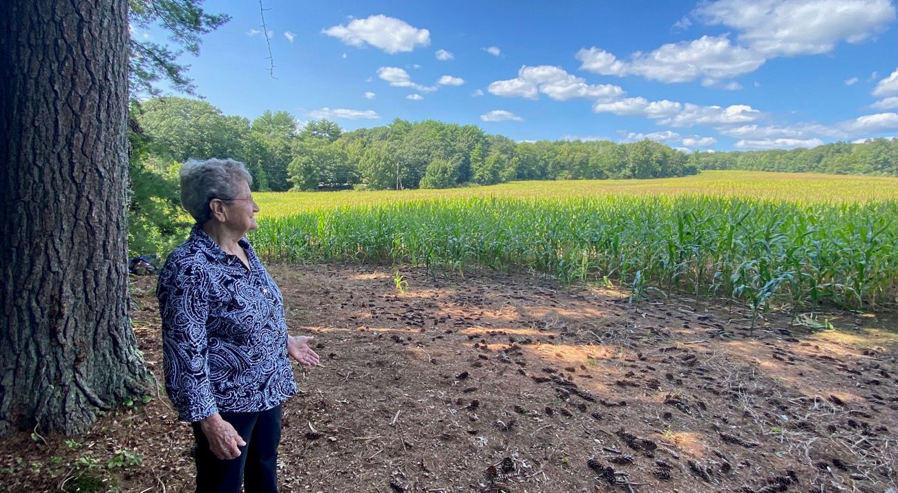 A woman stands beside a pine tree looking across a sunny cornfield under a blue sky.