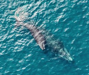 An aerial photo features a small black whale calf swimming directly above its mother at the surface of blue green waters