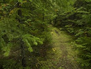 This landscape represents one of the best remaining opportunities to protect open wetlands and conifer-dominated forest along the Lake Michigan coast. 