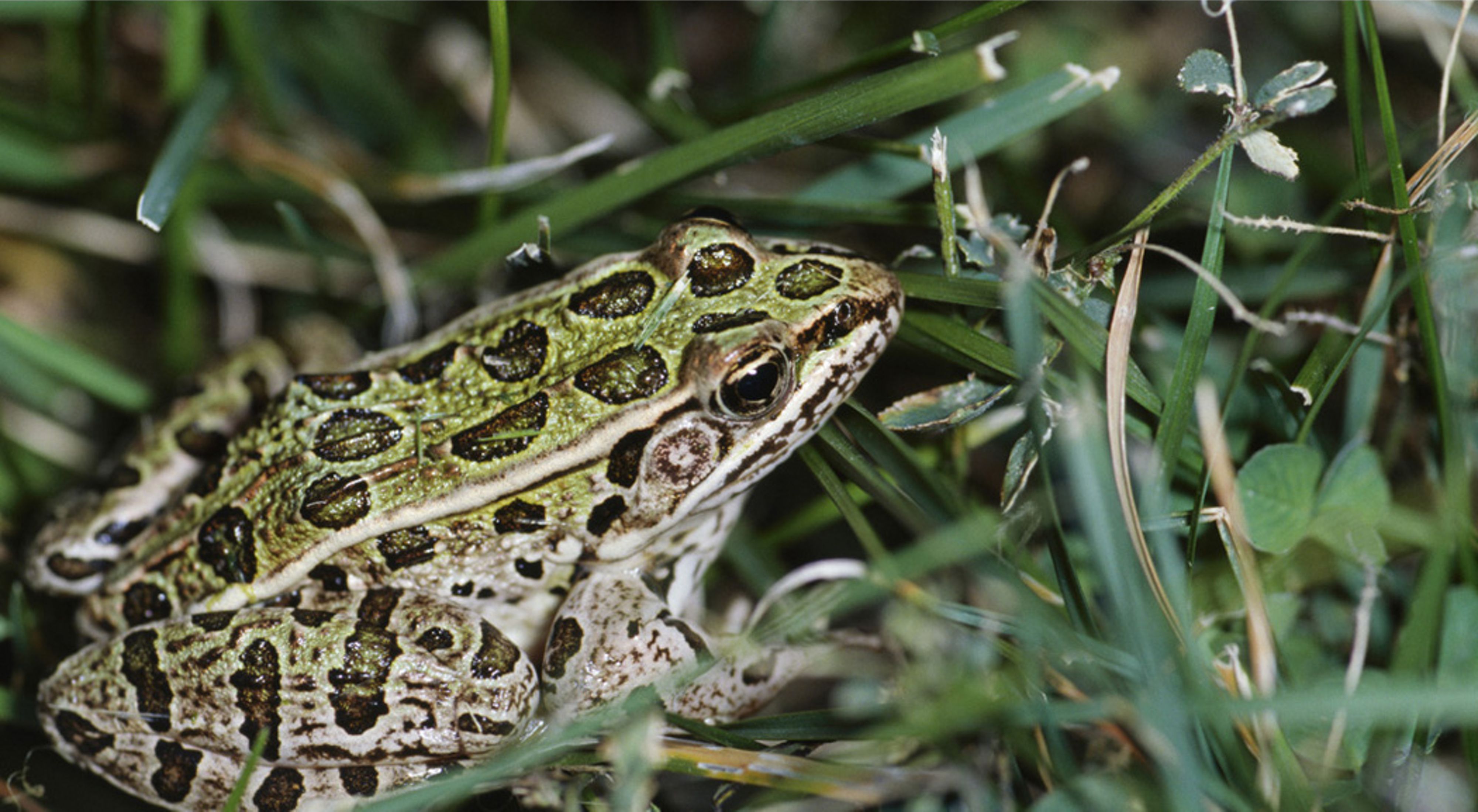 Northern Leopard Frog Portrait