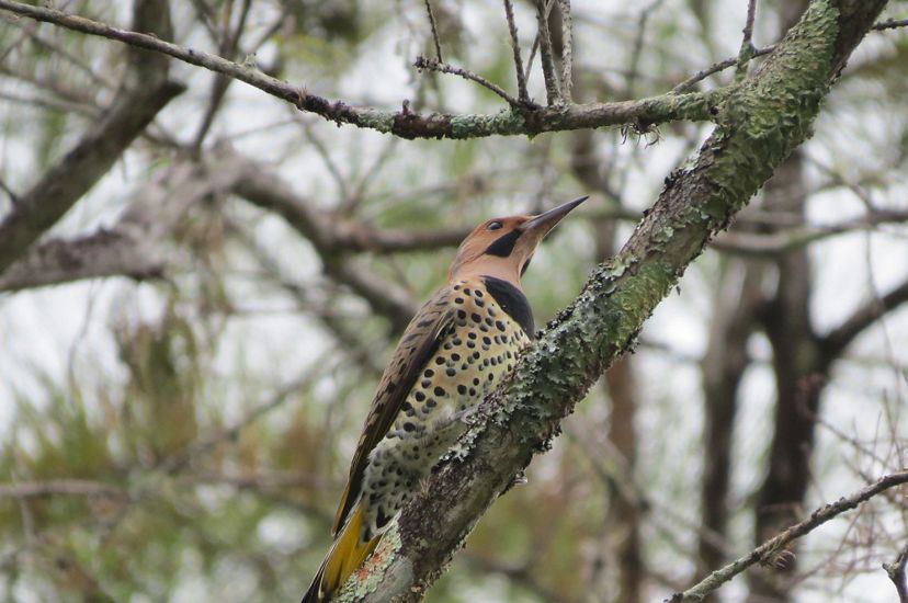A spotted bird sits on a tree branch.
