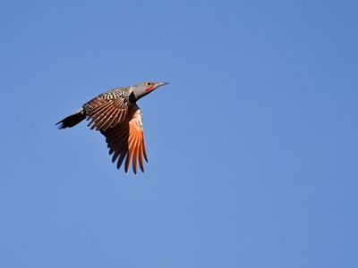 Northern flicker in flight.