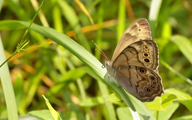 A small light brown butterfly with darker brown and white spots sits on green grasses.