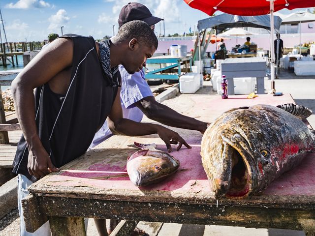 two men look at large fish on a cutting table.