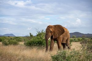 An elephant among dry grasses and green shrubs, with mountains in the background.