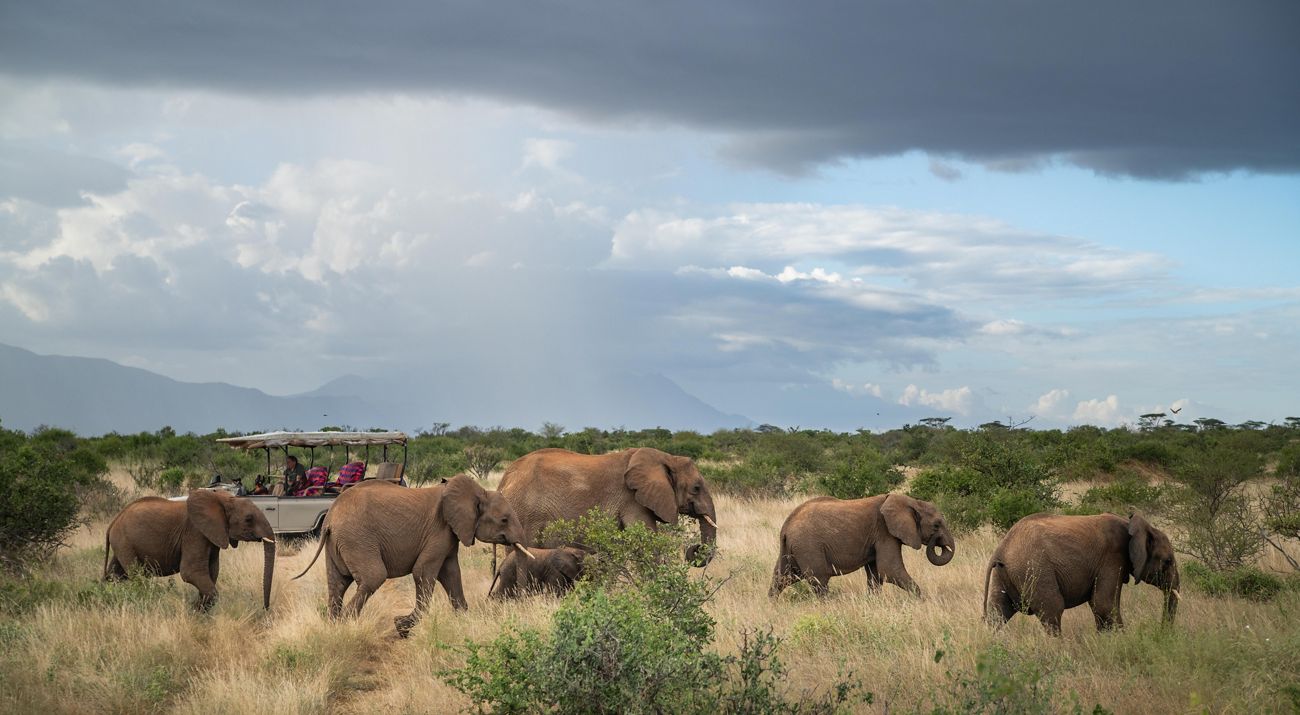 People in a safari vehicle watch a small herd of African elephants on a Kenyan plain.