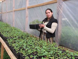 Nursery In Guatemala 