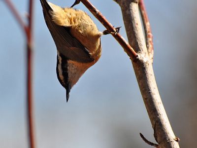 A white-breasted nuthatch bird hanging on a branch.