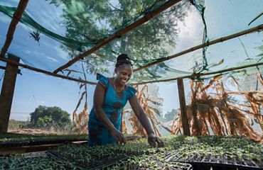 woman planting seedlings in a greenhouse