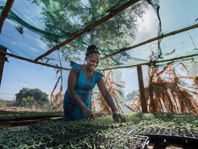 Mama Christine (Mercy Wangeci Mwangi) has a 50,000 liter rainwater collection pan from the Upper Tana-Nairobi Water Fund that she uses to water her tomato seedling nursery.