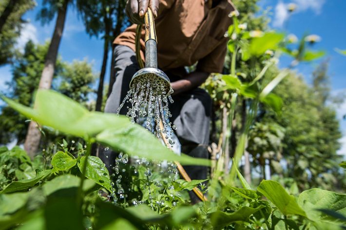 Hombre riega sus cultivos desde su contenedor de agua