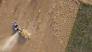 Aerial view of wheat threshing at Rajesh Kumar’s farm in Karnal region, Haryana.