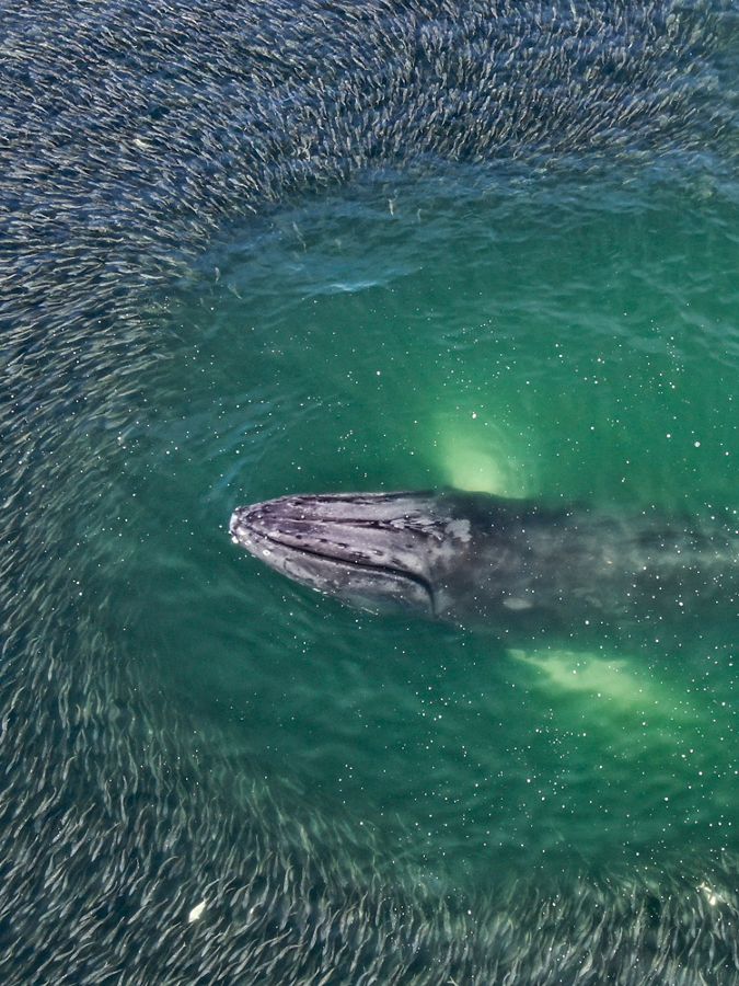 Aerial of humpback whale in ocean among little fish.