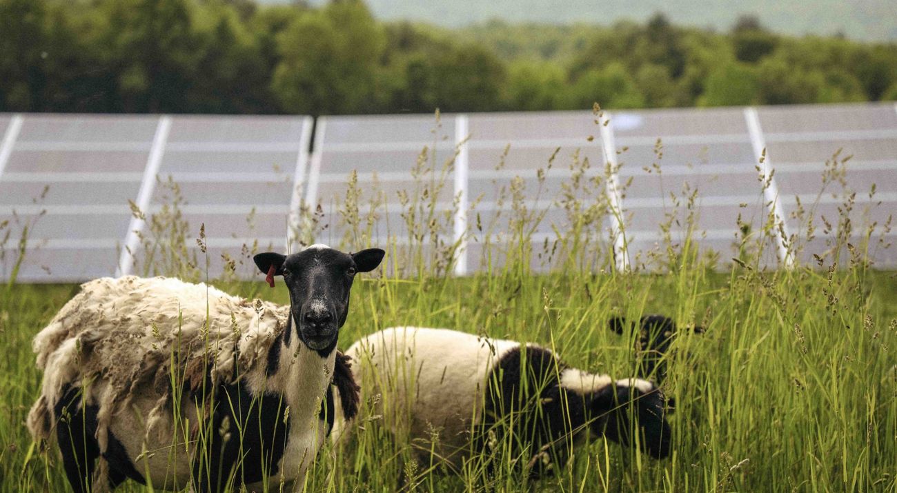 Two white-and-black sheep graze in a field in front of a large solar array with trees and mountains in the background.