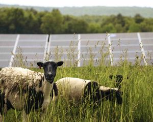 Two white-and-black sheep graze in a field in front of a large solar array with trees and mountains in the background.