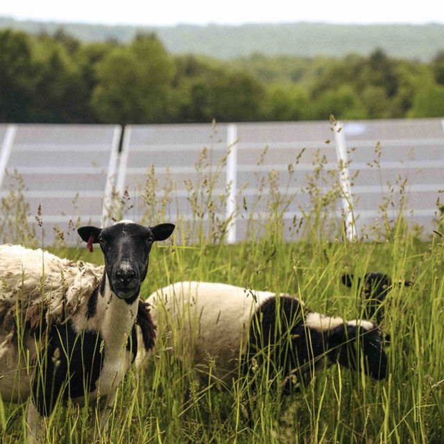 Two white-and-black sheep graze in a field in front of a large solar array with trees and mountains in the background.
