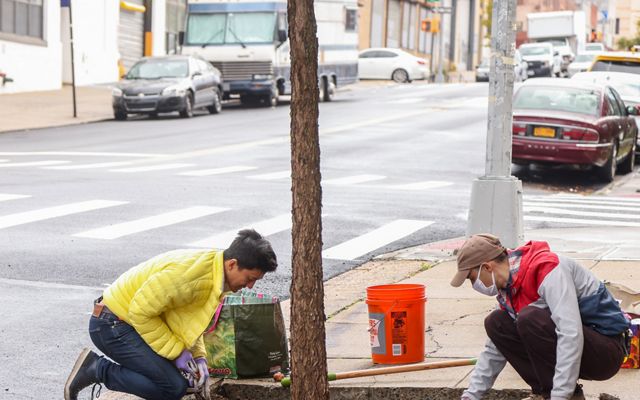 Two volunteers planting trees on a sidewalk.
