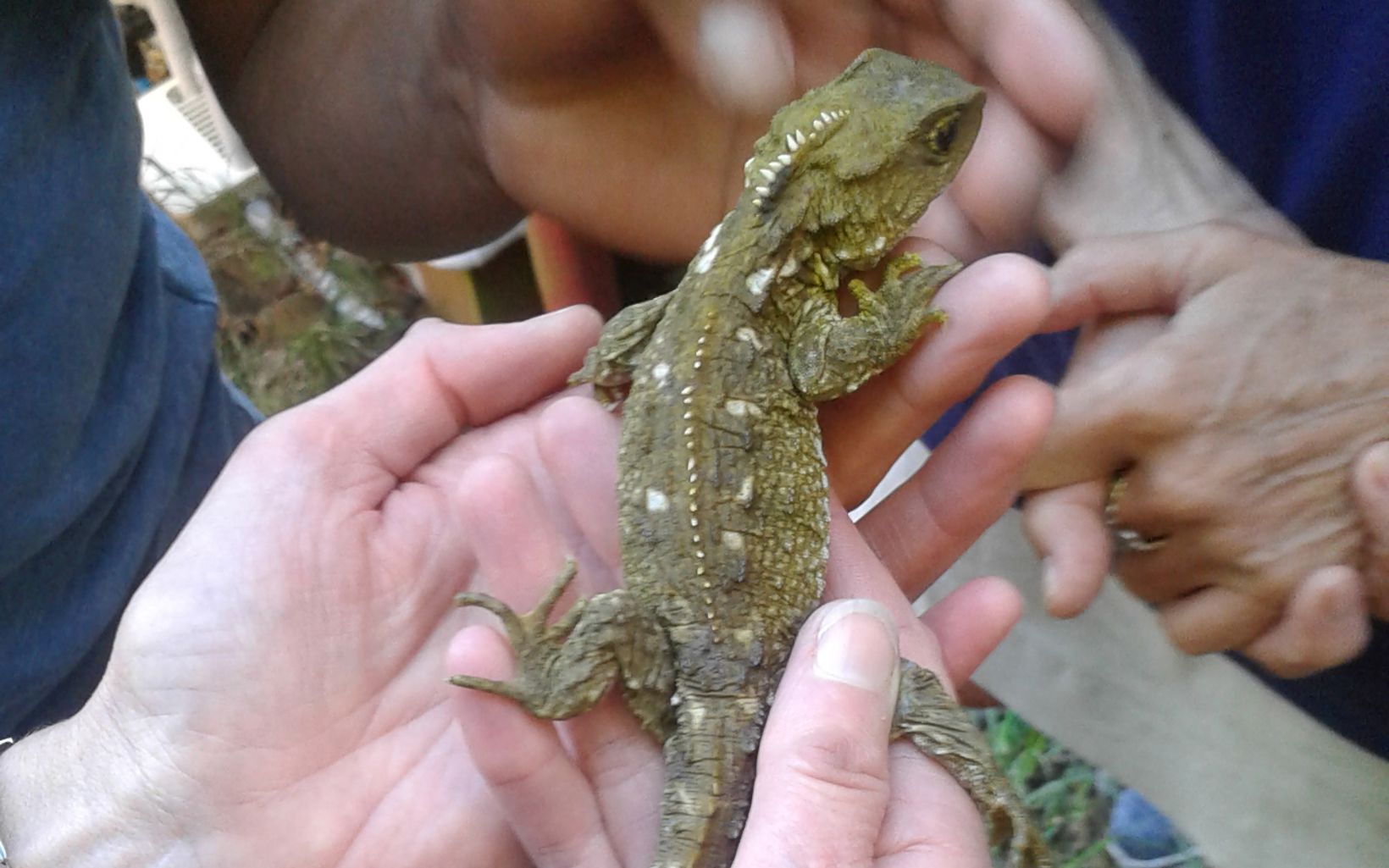 including those found nowhere else, are thriving. Tuatara release in Marlborough Sounds.