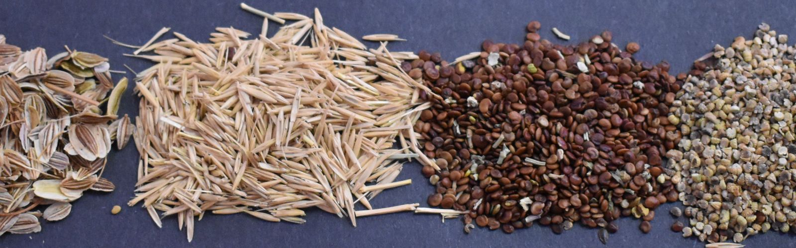A row of 6 different kinds of seeds in small piles on a blue surface.
