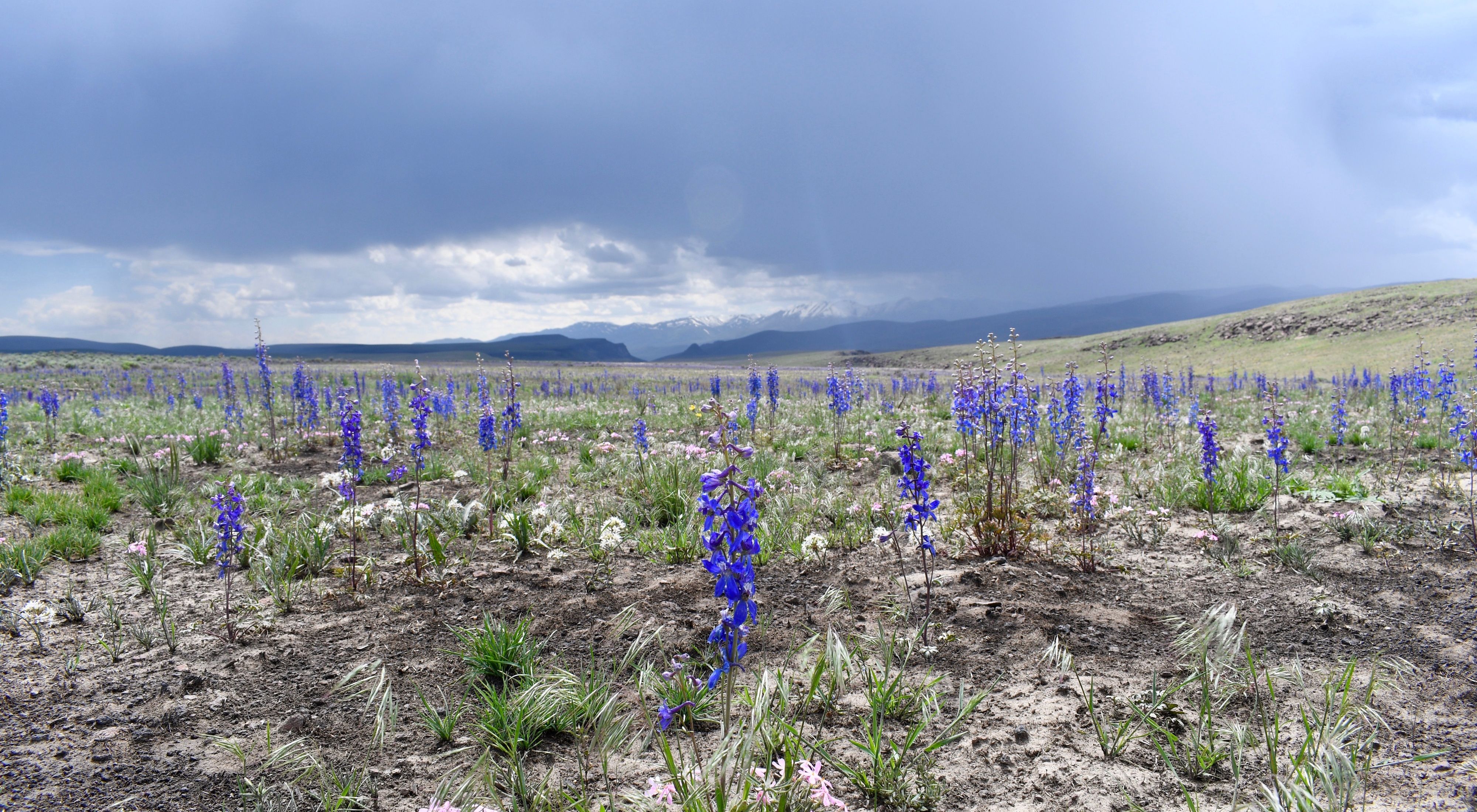 Sandy soil with abundant purple wildflowers growing on a gentle slope with mountains in the distance.