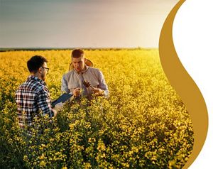 Researchers in a canola field.