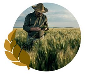 A farmer examines wheat in a wide field