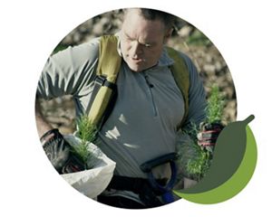 A worker plants tree seedlings.