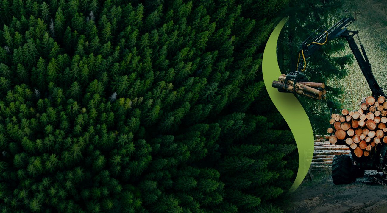 Aerial view of evergreen forest shifting to a logging site with stacked timber.