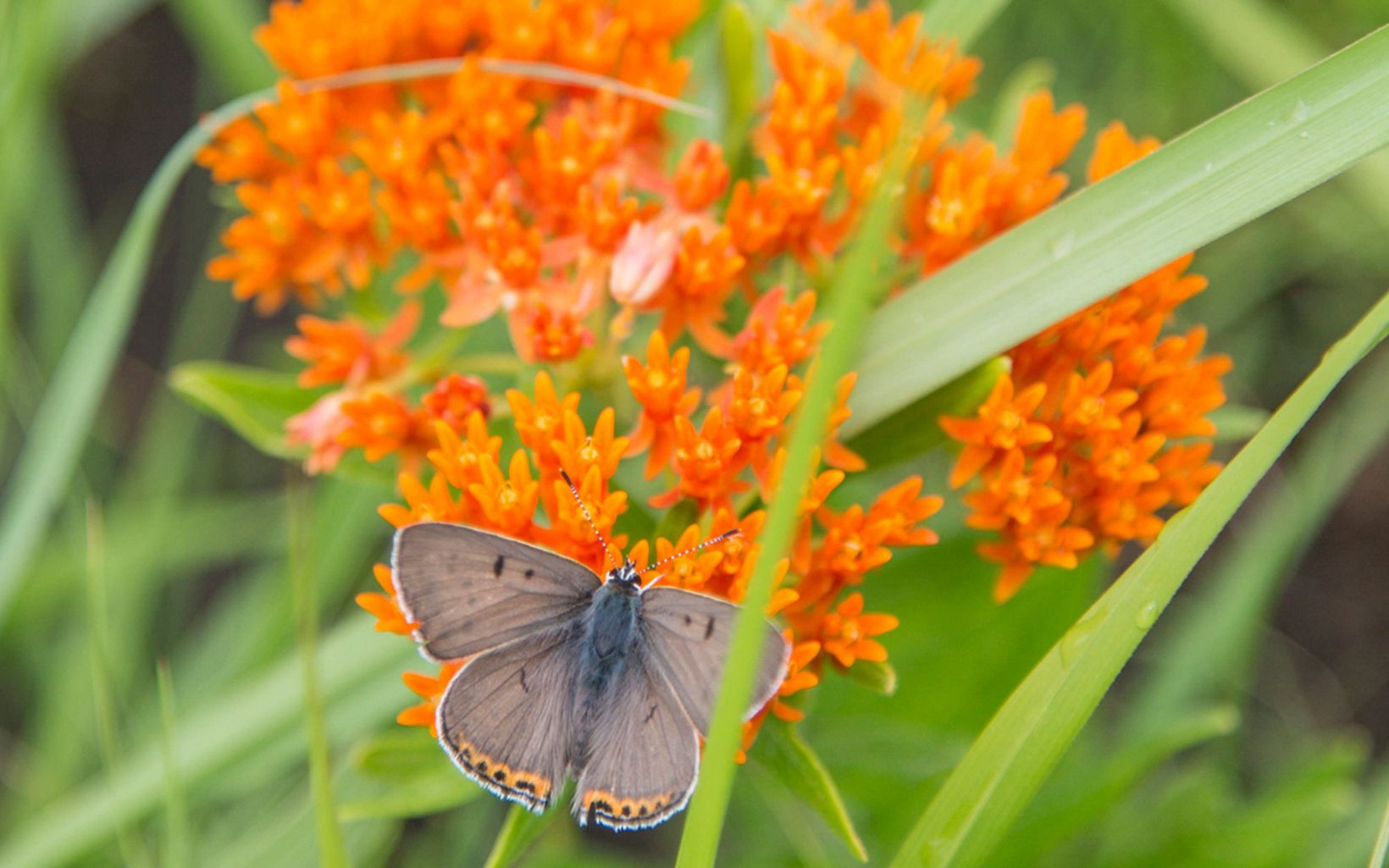 Pollinators More than 190 different butterfly species have been recorded in Kansas. © Ryan Donnell