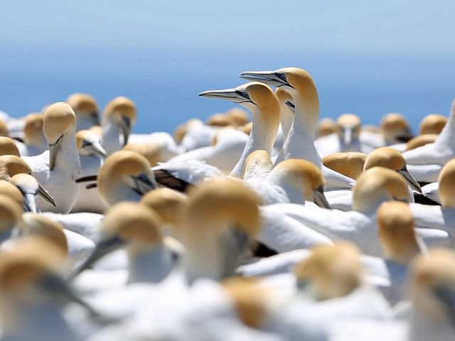 Flock of cape gannets
