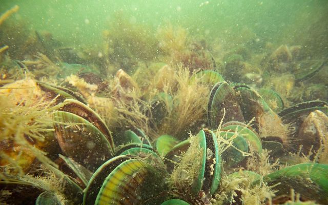 Underwater shot of live mussels