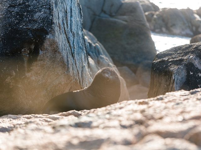 A fur seal basking in the sun.