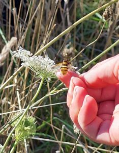 Releasing the hoverfly as a bioagent to combat the invasive wasp.
