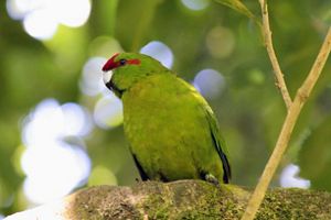 A small green parrot with a red cap on its head sits on a tree branch.