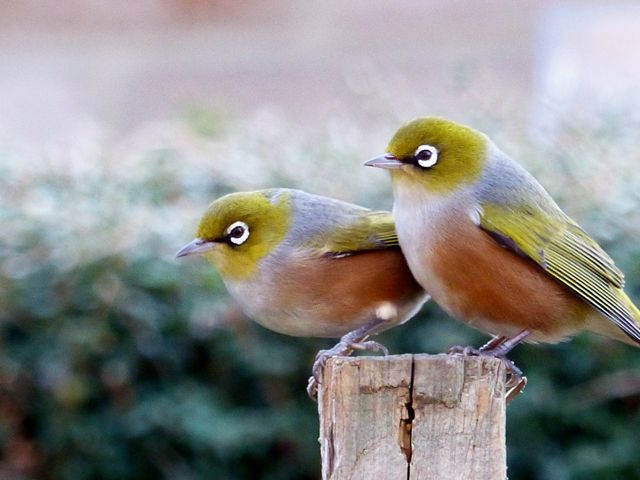 A pair of waxeyes. Its Māori name is tauhou, which means 'stranger' or more literally, 'new arrival'.