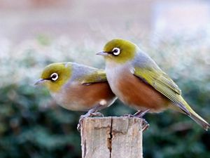 A pair of waxeyes. Its Māori name is tauhou, which means 'stranger' or more literally, 'new arrival'.