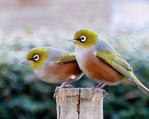 A pair of waxeyes. Its Māori name is tauhou, which means 'stranger' or more literally, 'new arrival'.