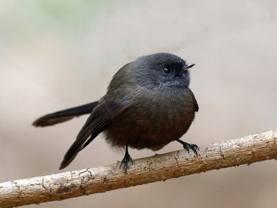 A small black songbird puffs itself up as it sits on a thin branch.