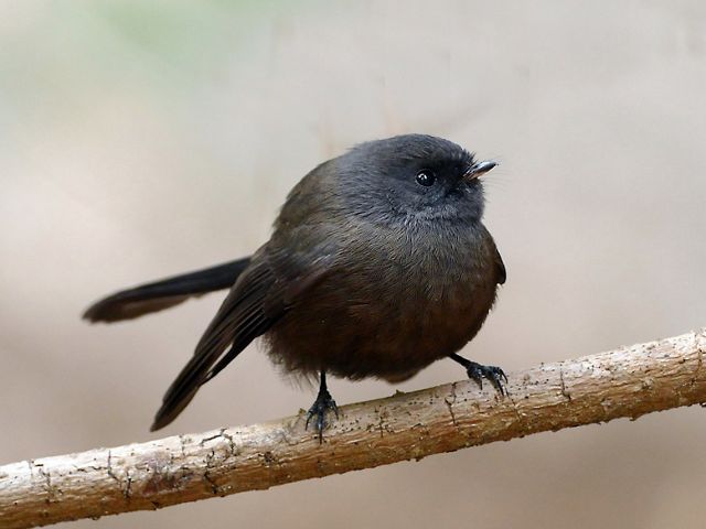 The New Zealand fantail