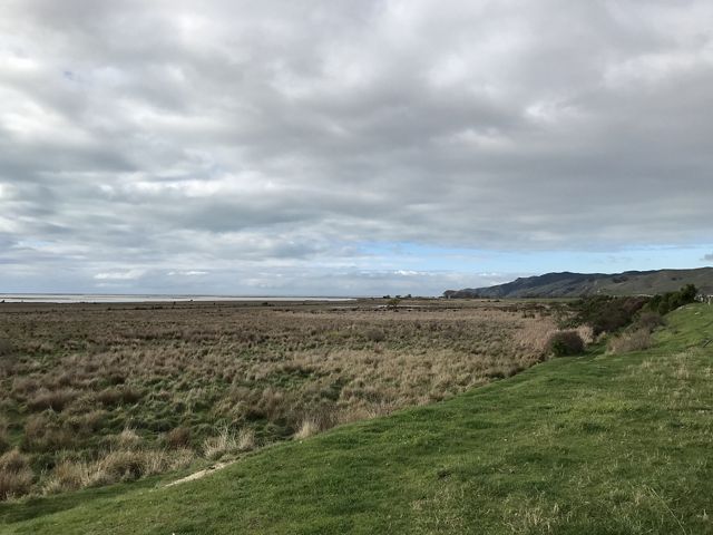 New Zealand's blue carbon potential in its marine ecosystems