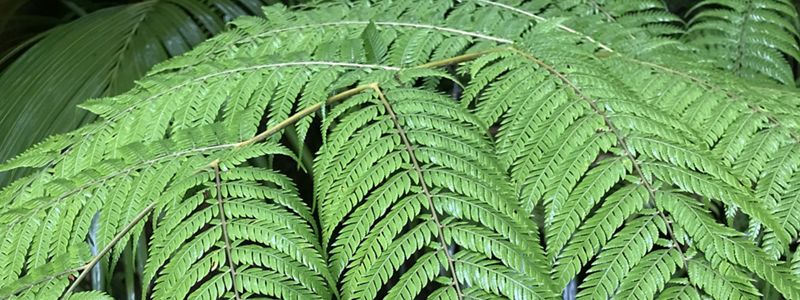 Fern plant.