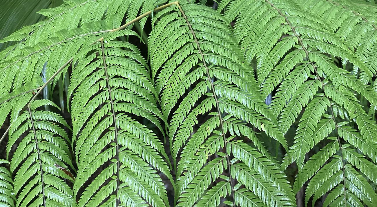 Closeup of green fern leaves.