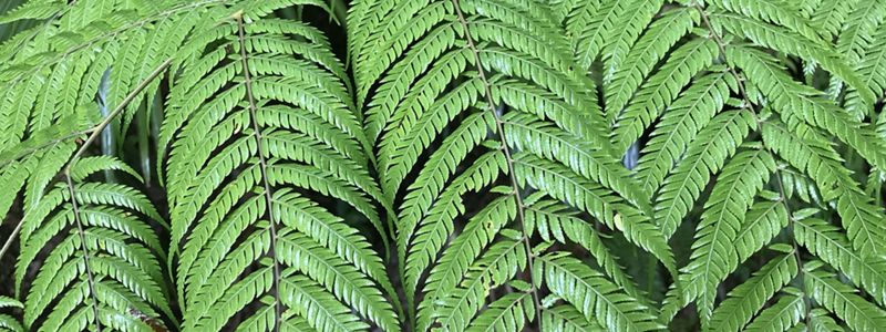 Closeup of fern leaves.