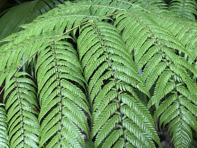 Fern plant