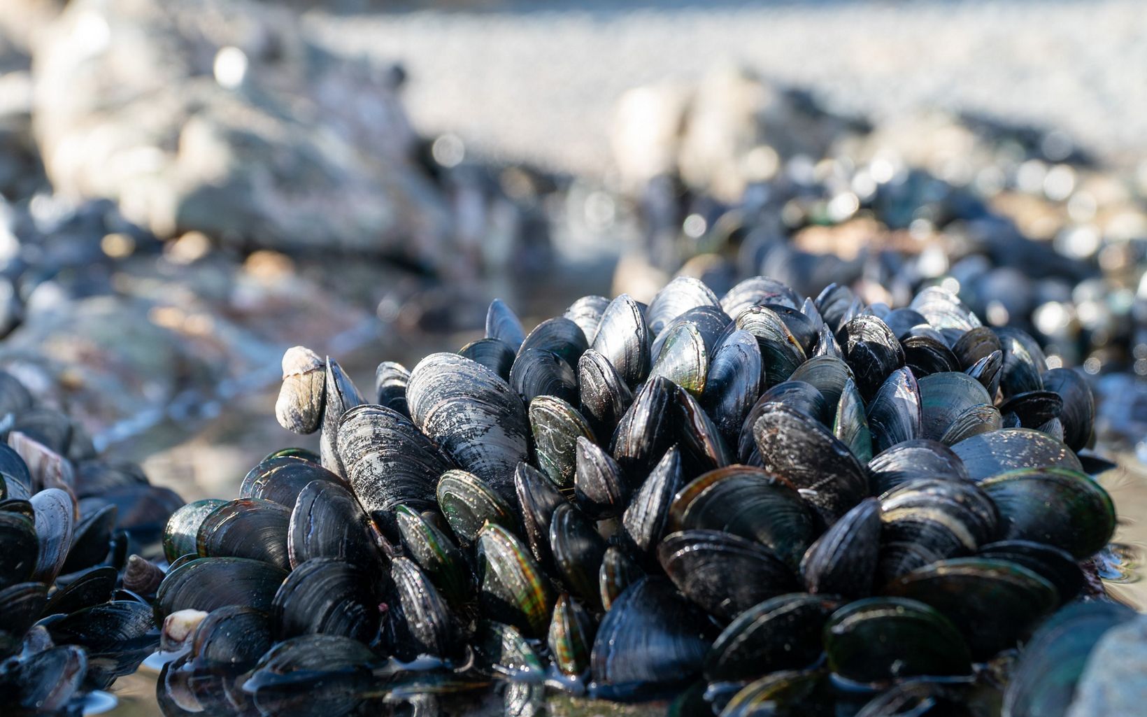 Hope for the Future Beds like these may hold the keys to understanding how to bring back the rest of the Hauraki Gulf's native mussel population. © Ethan Kearns/The Nature Conservancy