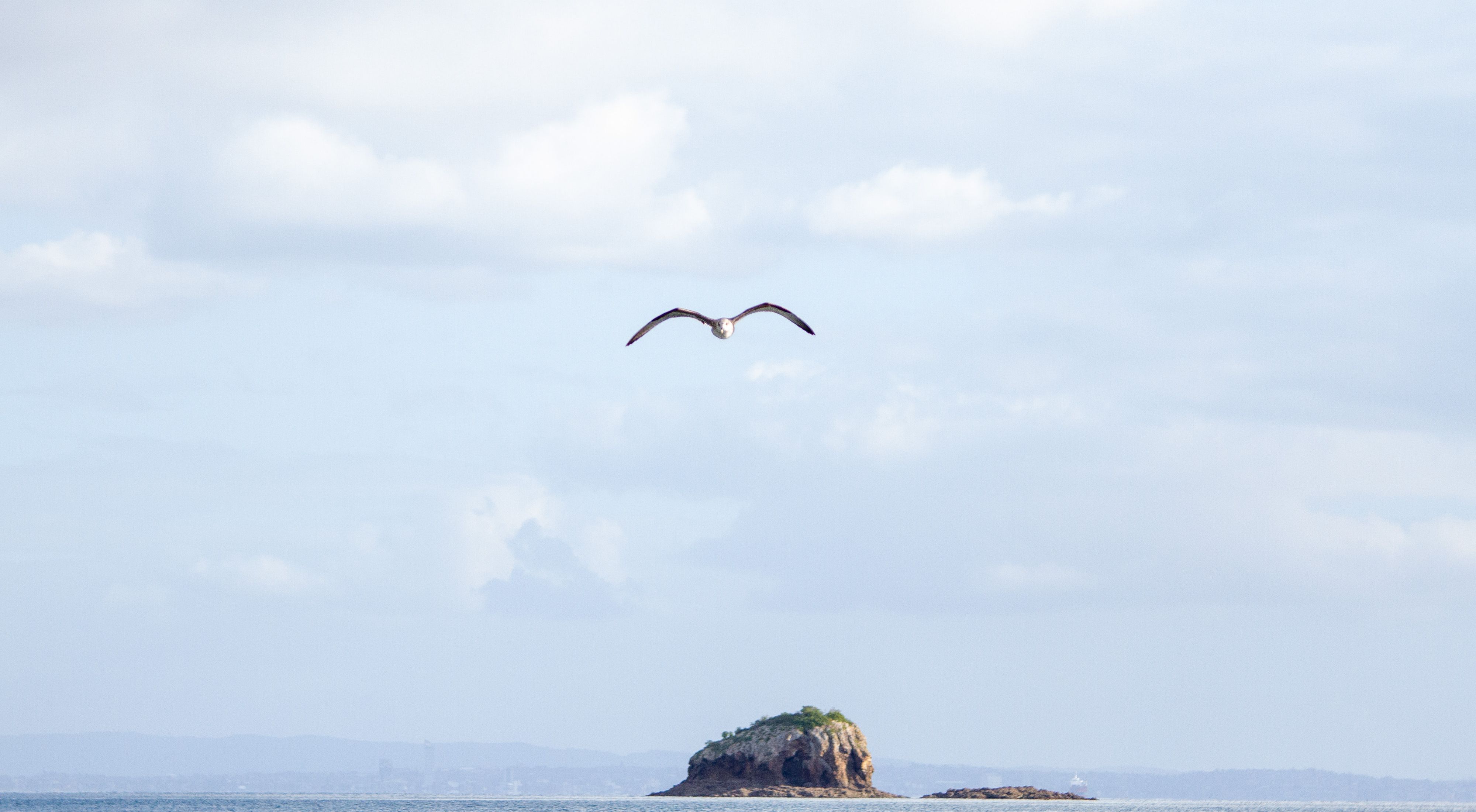 A seabird flies over open water.